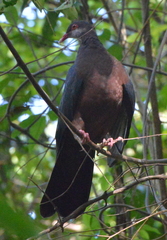 Columba vitiensis hypoenochroa