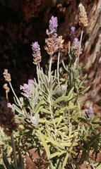 Lavandula dentata
