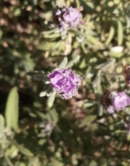 Lavandula dentata