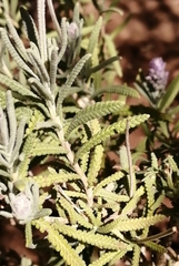 Lavandula dentata