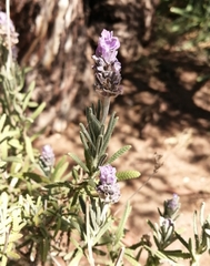 Lavandula dentata