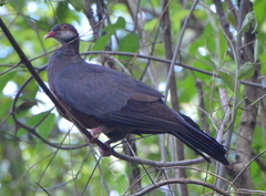 Columba vitiensis hypoenochroa