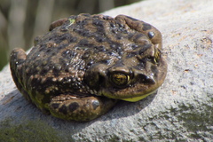 Rhinella atacamensis