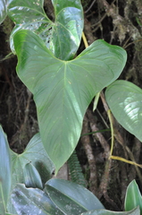 Anthurium hutchisonii