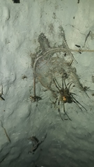 Latrodectus geometricus