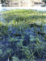 Lilaeopsis carolinensis