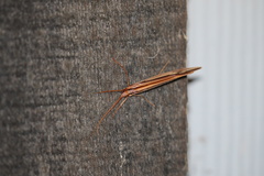 Psychoglypha bella