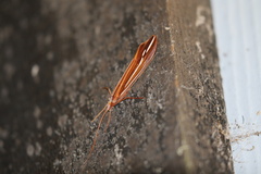 Psychoglypha bella