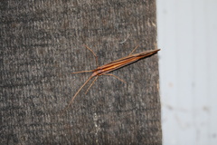 Psychoglypha bella