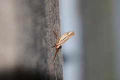 Psychoglypha bella