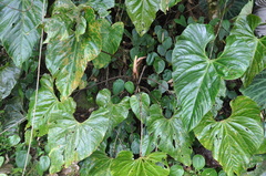 Anthurium suffusum