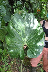 Anthurium suffusum