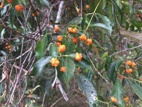 Morinda umbellata iNat (1)