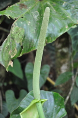 Anthurium suffusum