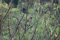 Grammatoptila striata