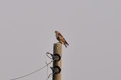 Buteo japonicus