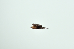 Buteo japonicus