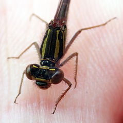 Xanthocnemis tuanuii
