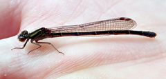 Xanthocnemis tuanuii