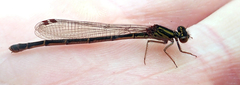 Xanthocnemis tuanuii
