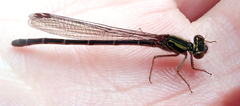 Xanthocnemis tuanuii