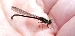 Xanthocnemis tuanuii