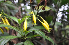 Lisianthius skinneri