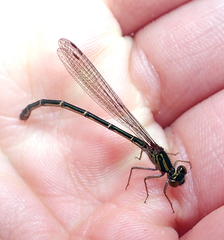 Xanthocnemis tuanuii