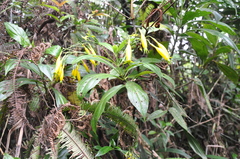 Lisianthius skinneri