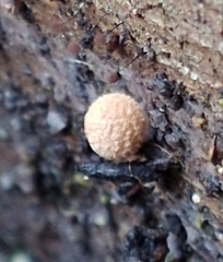 Sphaerobolus stellatus