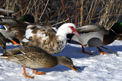 Cairina moschata domestica