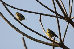 Chloris spinoides