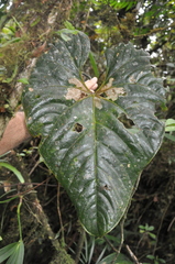 Anthurium suffusum