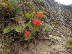 Castilleja litoralis