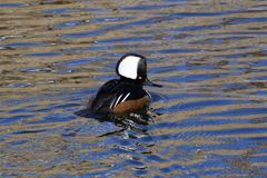 Lophodytes cucullatus