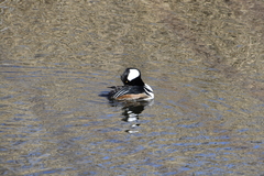 Lophodytes cucullatus