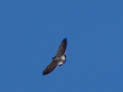 Geranoaetus polyosoma polyosoma