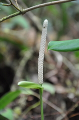 Anthurium dichrophyllum image