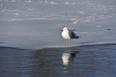 Larus delawarensis