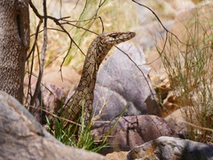 Varanus giganteus