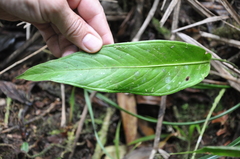 Anthurium dichrophyllum