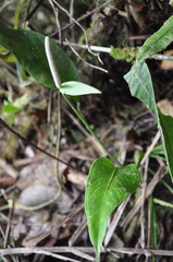 Anthurium dichrophyllum