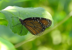 Danaus eresimus montezuma