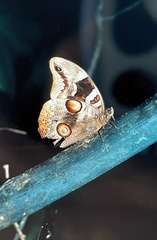 Catoblepia orgetorix