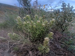 Castilleja xanthotricha