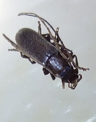 Sparedrus aspersus