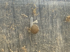 Sphaerioidea