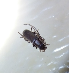 Sparedrus aspersus