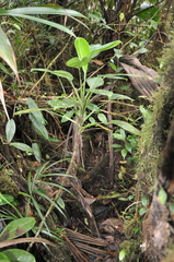 Stenospermation multicostatum