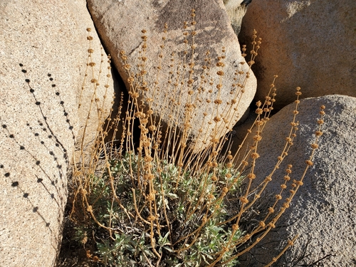 Image of Salvia vaseyi by (c) Bob Miller, some rights reserved (CC BY)